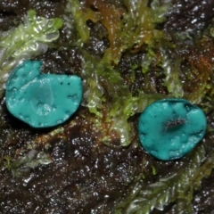 Chlorociboria at Tidbinbilla Nature Reserve - 1 Jun 2024