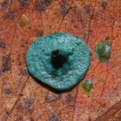 Chlorociboria at Tidbinbilla Nature Reserve - 1 Jun 2024