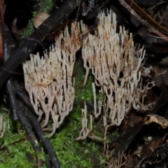 Unidentified Coralloid fungus, markedly branched at Tidbinbilla Nature Reserve - 1 Jun 2024 by TimL