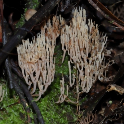 Unidentified Coralloid fungus, markedly branched at Paddys River, ACT - 1 Jun 2024 by TimL