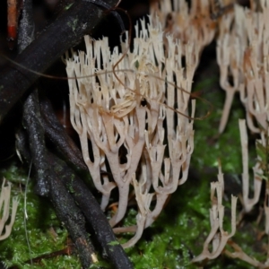 Artomyces sp. at Tidbinbilla Nature Reserve - 1 Jun 2024