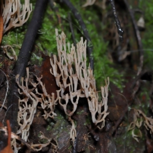 Artomyces sp. at Tidbinbilla Nature Reserve - 1 Jun 2024