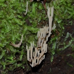 Artomyces sp. at Tidbinbilla Nature Reserve - 1 Jun 2024