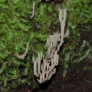 Artomyces sp. at Tidbinbilla Nature Reserve - 1 Jun 2024 11:46 AM