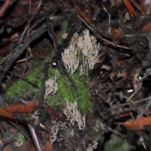 Artomyces sp. at Tidbinbilla Nature Reserve - 1 Jun 2024