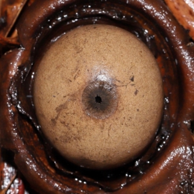 Geastrum sp. (genus) (An earthstar) at ANBG - 3 Jun 2024 by TimL