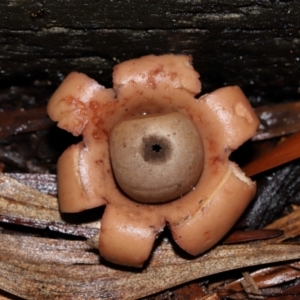 Geastrum sp. (genus) at ANBG - 3 Jun 2024 12:24 PM