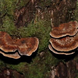 zz Polypore (shelf/hoof-like) at Tidbinbilla Nature Reserve - 1 Jun 2024 12:02 PM