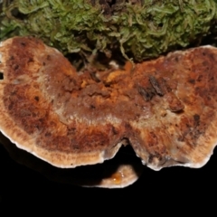 zz Polypore (shelf/hoof-like) at Tidbinbilla Nature Reserve - 1 Jun 2024 12:02 PM