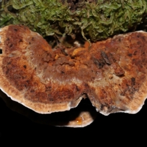 zz Polypore (shelf/hoof-like) at Tidbinbilla Nature Reserve - 1 Jun 2024 12:02 PM