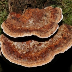 zz Polypore (shelf/hoof-like) at Tidbinbilla Nature Reserve - 1 Jun 2024 12:02 PM