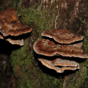 zz Polypore (shelf/hoof-like) at Tidbinbilla Nature Reserve - 1 Jun 2024 12:02 PM