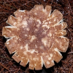 Unverified Cap on a stem; gills below cap [mushrooms or mushroom-like] at ANBG - 3 Jun 2024 by TimL