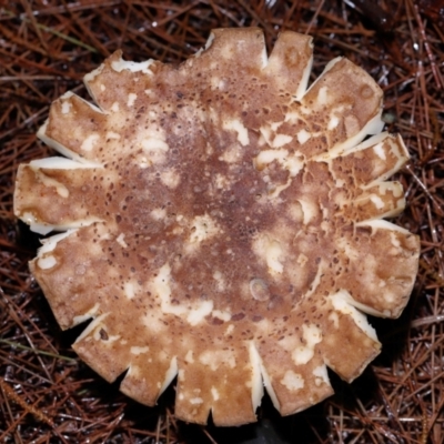 Unidentified Cap on a stem; gills below cap [mushrooms or mushroom-like] at Acton, ACT - 3 Jun 2024 by TimL