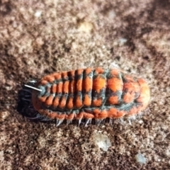 Monophlebulus sp. (genus) (Giant Snowball Mealybug) at Blackdown Tableland National Park - 3 Jun 2024 by TyR