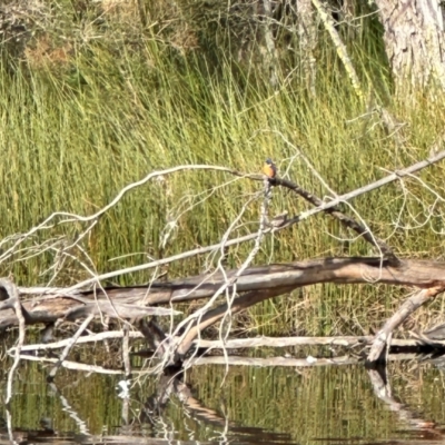 Ceyx azureus (Azure Kingfisher) at Wingecarribee Local Government Area - 1 Jun 2024 by NigeHartley