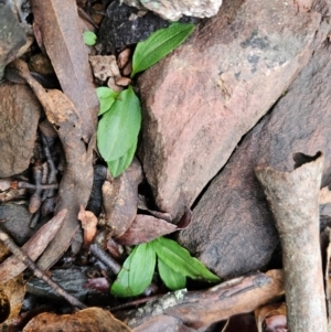 Chiloglottis sp. at QPRC LGA - suppressed