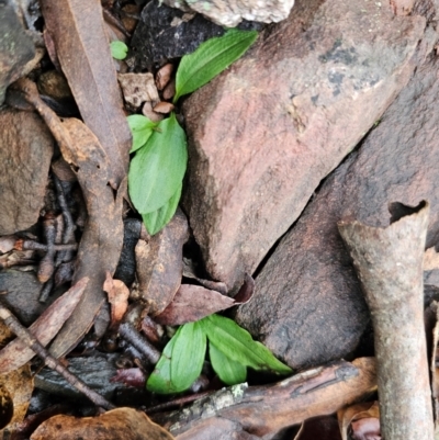 Chiloglottis sp. (A Bird/Wasp Orchid) at QPRC LGA - 4 Jun 2024 by Csteele4