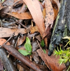 Chiloglottis sp. at QPRC LGA - suppressed