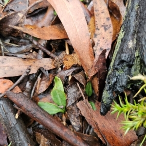 Chiloglottis sp. at QPRC LGA - 4 Jun 2024