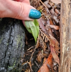 Chiloglottis sp. at QPRC LGA - suppressed