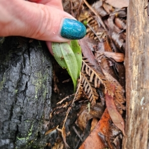 Chiloglottis sp. at QPRC LGA - 4 Jun 2024