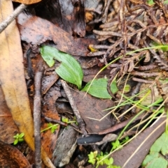 Chiloglottis sp. at QPRC LGA - suppressed