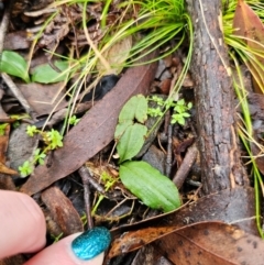 Chiloglottis sp. at QPRC LGA - 4 Jun 2024