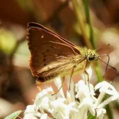 Unidentified Skipper (Hesperiidae) at Mittagong, NSW - 21 Jan 2023 by GlossyGal