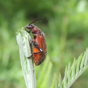 Ecnolagria grandis at Pollinator-friendly garden Conder - 26 Dec 2023 09:54 AM