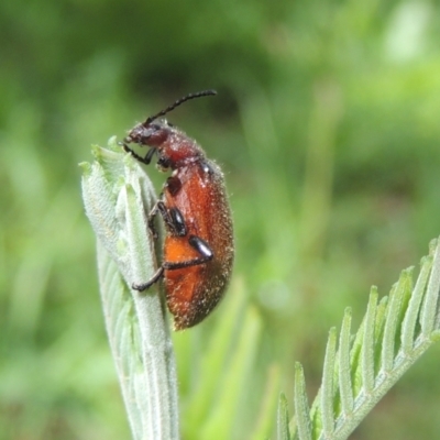 Ecnolagria grandis (Honeybrown beetle) at Conder, ACT - 25 Dec 2023 by michaelb