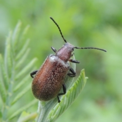 Ecnolagria grandis at Pollinator-friendly garden Conder - 26 Dec 2023