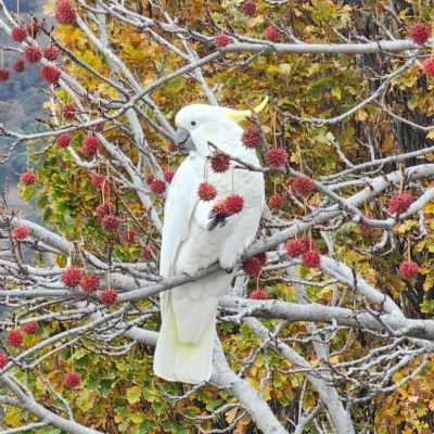 Cacatua galerita (Sulphur-crested Cockatoo) at Mawson, ACT - 5 Jun 2024 by davidb