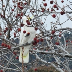 Cacatua galerita at Mawson, ACT - 5 Jun 2024