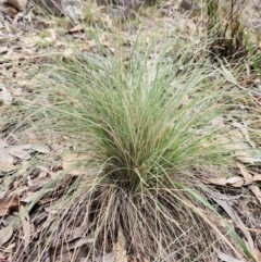 Poa sieberiana (Poa Tussock) at Kambah, ACT - 4 Jun 2024 by HarleyB