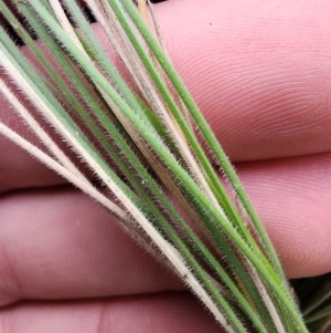 Poa sieberiana at Mount Taylor - 4 Jun 2024 01:05 PM