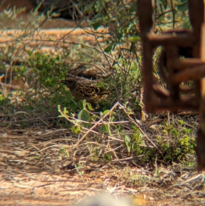 Chlamydera guttata (Western Bowerbird) at Desert Springs, NT - 12 May 2024 by Darcy