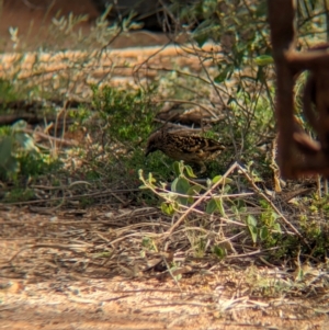 Chlamydera guttata at Desert Springs, NT - 12 May 2024