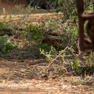 Chlamydera guttata at Desert Springs, NT - 12 May 2024 03:50 PM