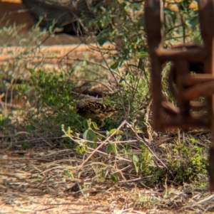 Chlamydera guttata at Desert Springs, NT - 12 May 2024 03:50 PM