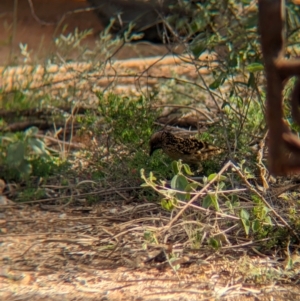 Chlamydera guttata at Desert Springs, NT - 12 May 2024