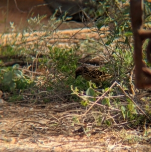 Chlamydera guttata at Desert Springs, NT - 12 May 2024 03:50 PM