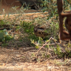 Chlamydera guttata at Desert Springs, NT - 12 May 2024 03:50 PM