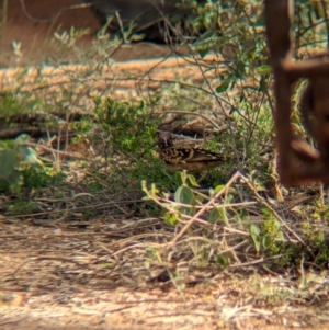 Chlamydera guttata at Desert Springs, NT - 12 May 2024 03:50 PM