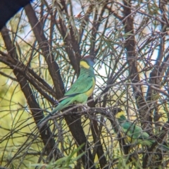 Barnardius zonarius (Australian Ringneck) at Olive Pink Botanic Gardens - 12 May 2024 by Darcy