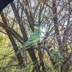 Barnardius zonarius at Alice Springs, NT - 12 May 2024 03:54 PM