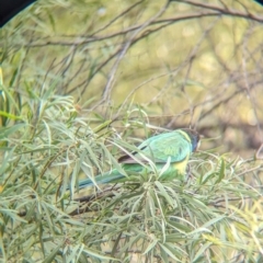 Barnardius zonarius at Alice Springs, NT - 12 May 2024 03:54 PM