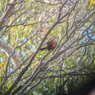 Pomoatostomus temporalis rubeculus (Grey-crowned Babbler) at Olive Pink Botanic Gardens - 12 May 2024 by Darcy