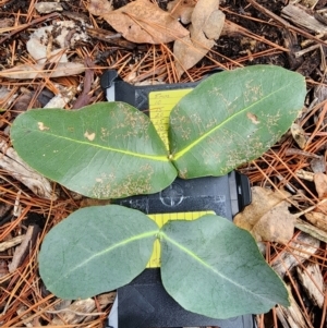 Eucalyptus neglecta at Red Hill, ACT - 5 Jun 2024