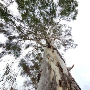 Eucalyptus mannifera subsp. mannifera at Red Hill, ACT - 5 Jun 2024